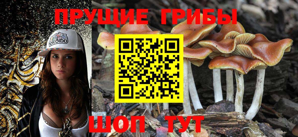 Псилоцибиновые грибы MAGIC MUSHROOMS Осинники